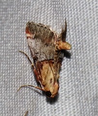 Cacozelia basiochrealis