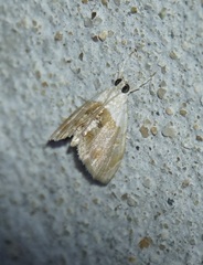 Dicymolomia