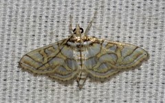 Pseudopyrausta santatalis