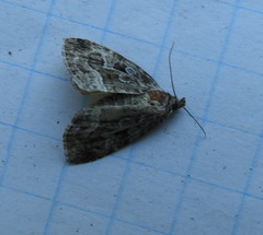 Protodeltote muscosula