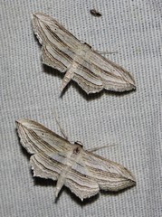 Arcobara multilineata