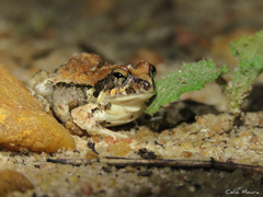 Bahia Dwarf Frog photo 2