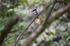 Chloroceryle americana