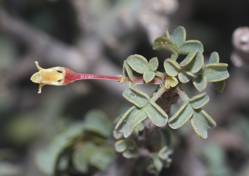Commiphora foliacea Sprague