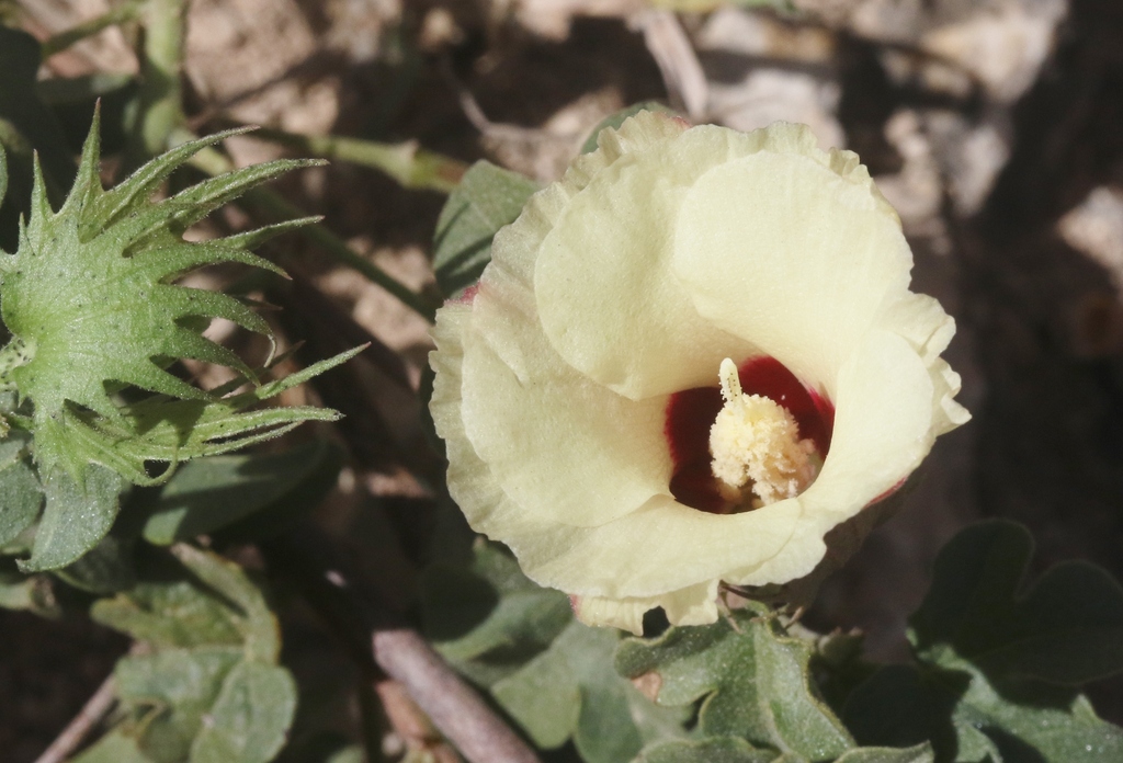 Gossypium stocksii