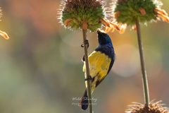 Cinnyris venustus falkensteini