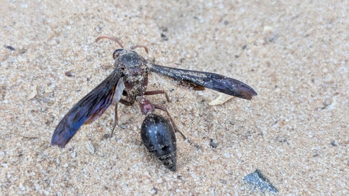 Black Mud Wasp