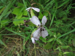 Microbotryum saponariae