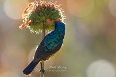 Cinnyris venustus falkensteini