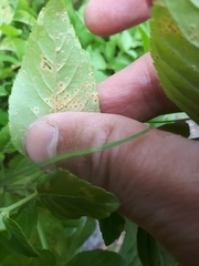 Puccinia menthae
