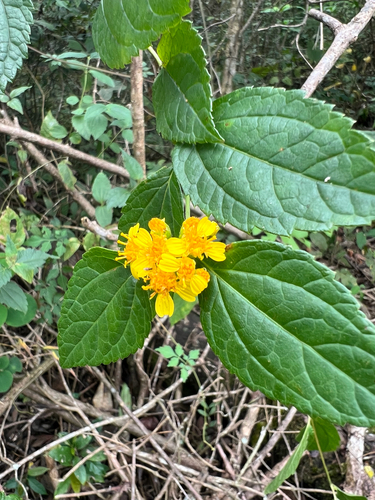 Calea urticifolia, photograph 2