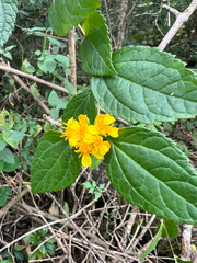 Calea urticifolia, photograph (c) Cy Stavros, some rights reserved (CC BY)