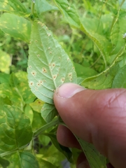 Puccinia menthae