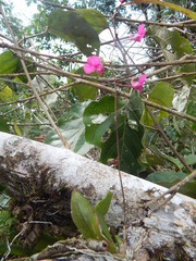 Comparettia falcata