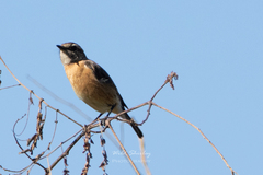 Saxicola torquatus