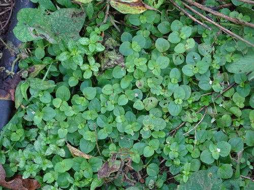 Image of Vandellia diffusa by (c) Alexis López Hernández, some rights reserved (CC BY)