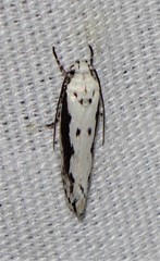 Ethmia bipunctella