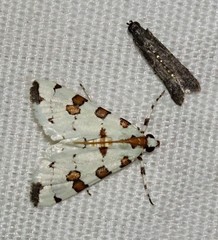 Conchylodes octonalis