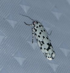 Ethmia notatella