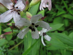 Microbotryum saponariae