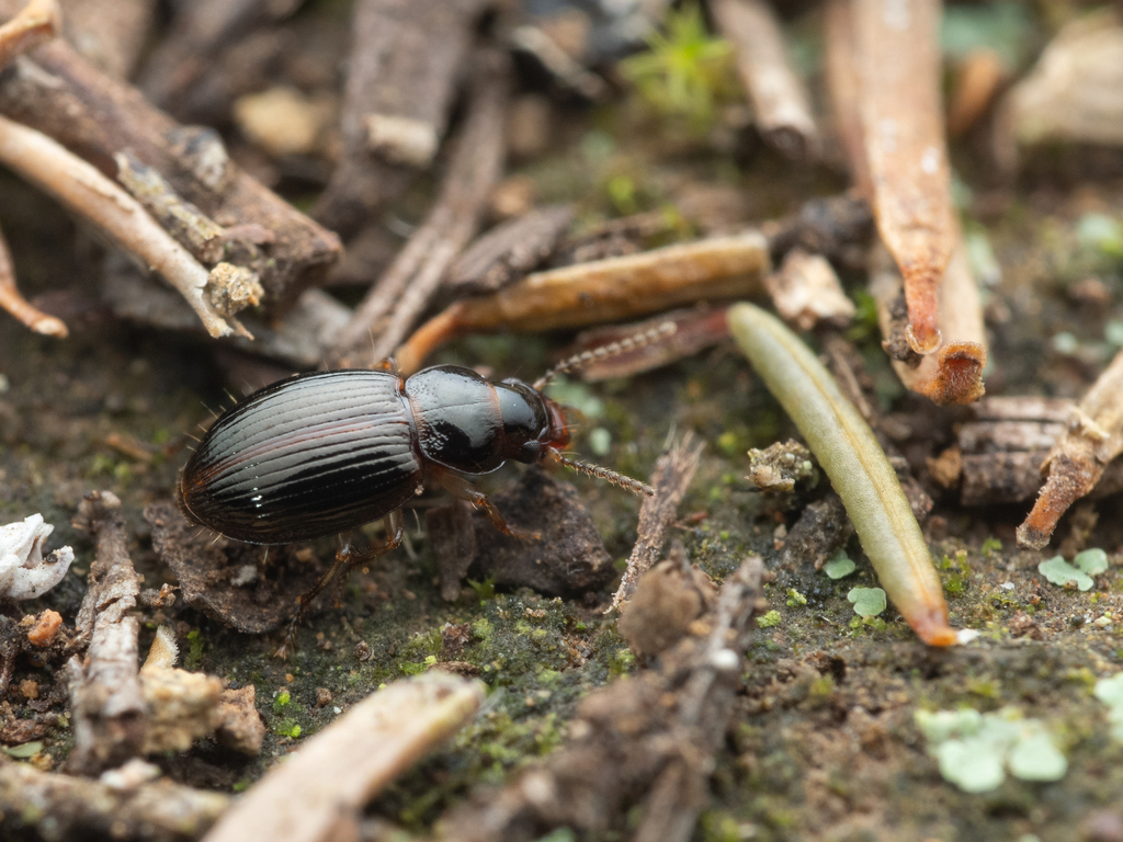 Bradycellus ventricosus
