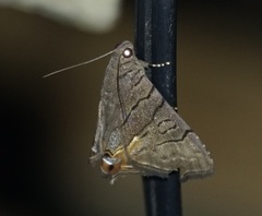 Eulepidotis merricki