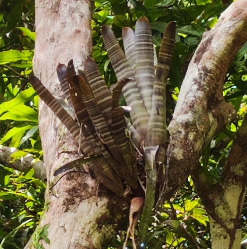 Image of Aechmea chantinii by (c) Joe crutwell, some rights reserved (CC BY)