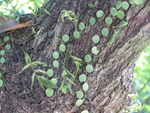 Image of Peperomia rotundifolia by (c) Alexis López Hernández, some rights reserved (CC BY)