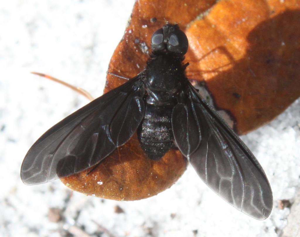 Charcoal Bee Flies (Bee Flies of California) · iNaturalist