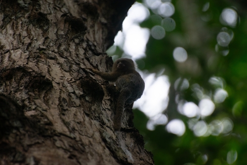 Pygmy Marmoset