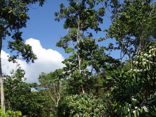 Foto de Caucho