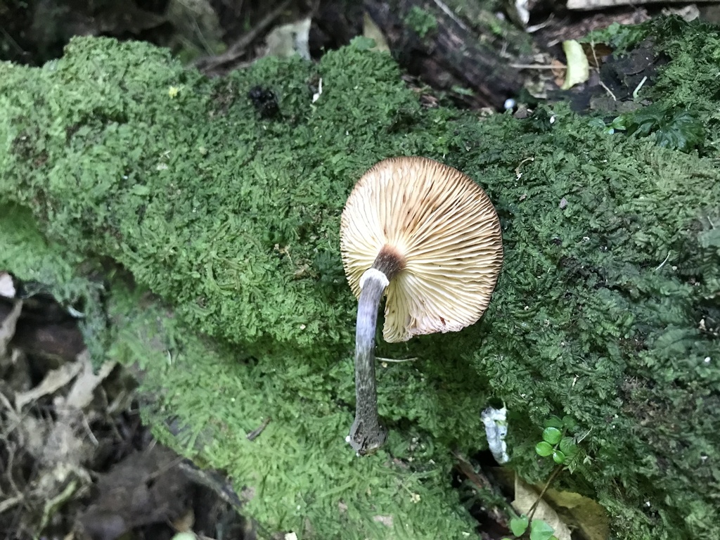 Armillaria novae-zelandiae · January 2025 · photo: © fuligogirl (iNaturalist, cc-by)