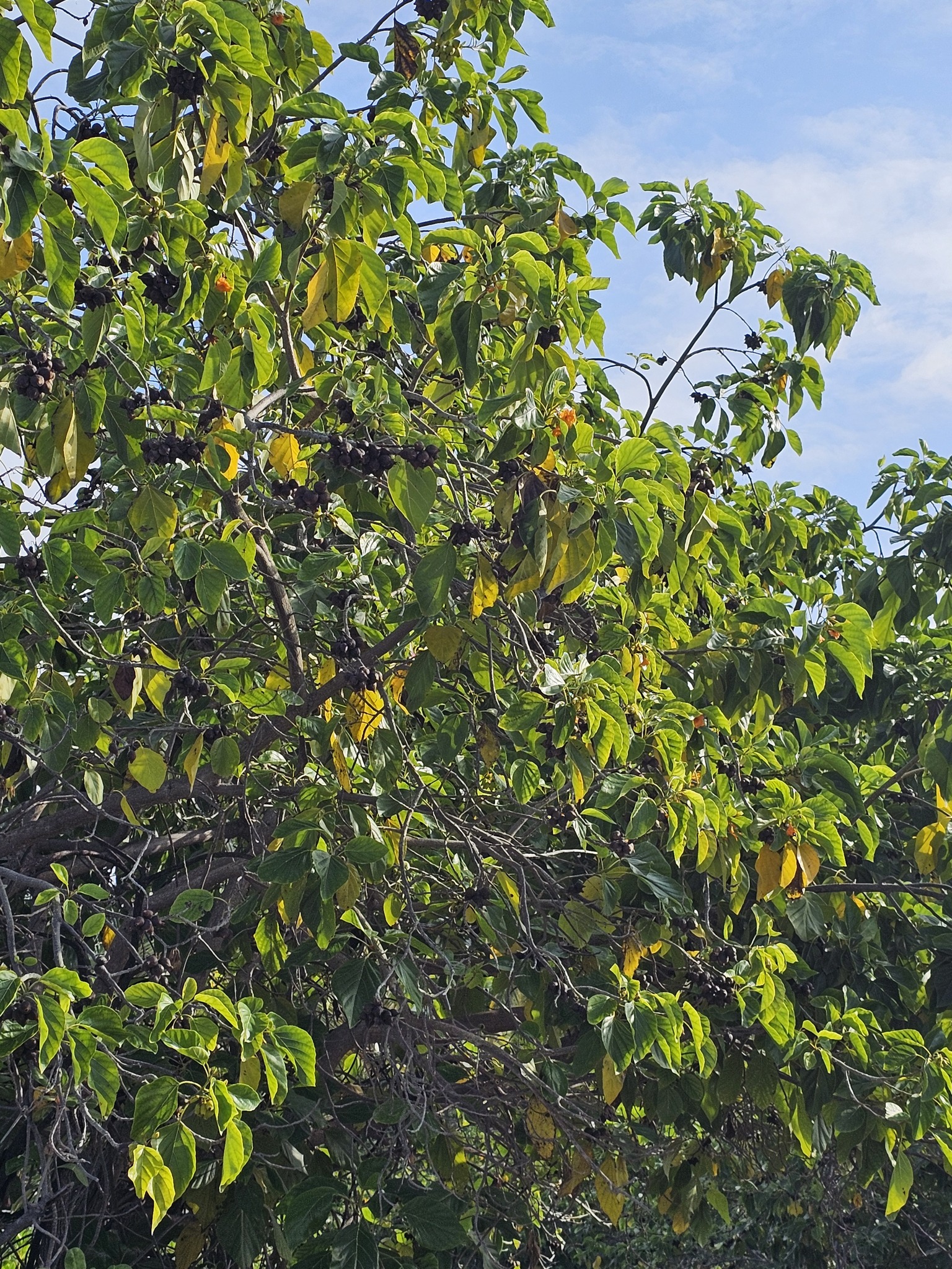 Imagem de Monguba