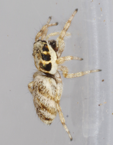 Salticus mutabilis