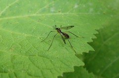 Ptychoptera albimana