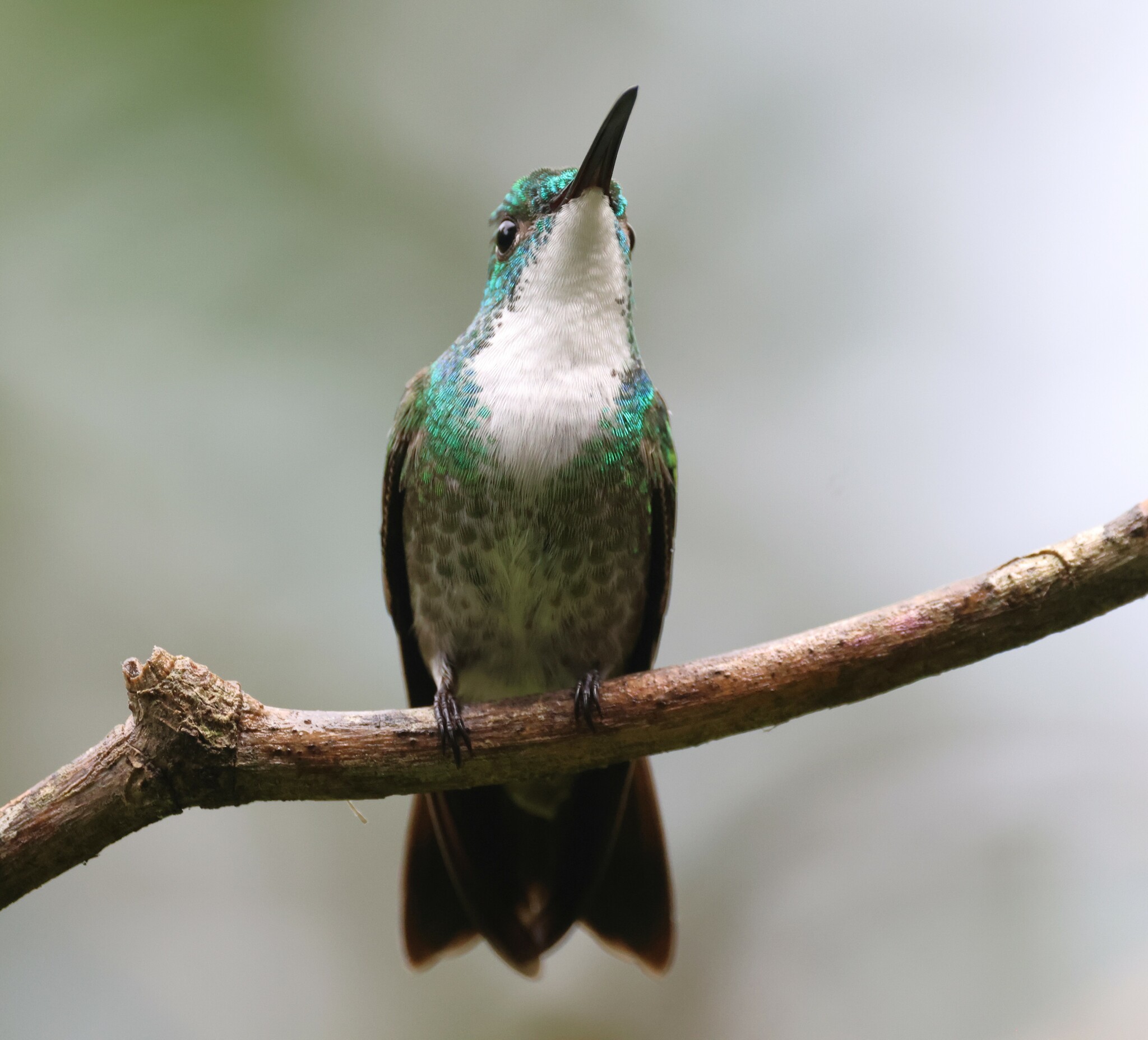 White-chested Emerald illustration