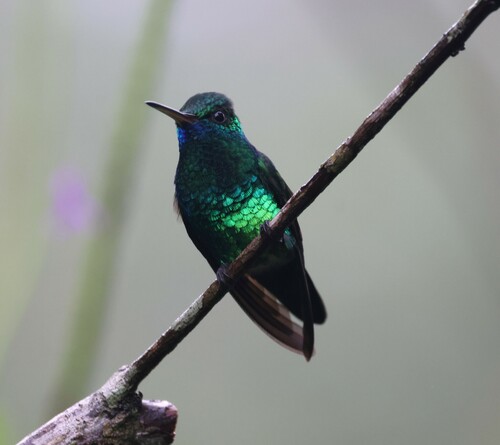 Blue-chinned Sapphire (Chlorestes notata), photo 6
