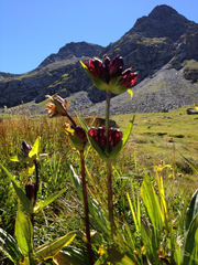 Gentiana purpurea