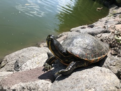 Trachemys venusta venusta