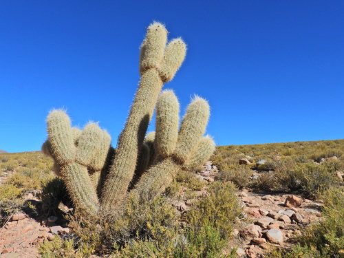 Image of Oreocereus celsianus by (c) Humber Alberto, some rights reserved (CC BY)