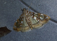 Glyphodes sibillalis