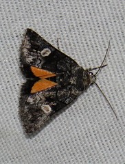 Copanarta aurea