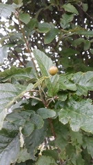 Hedlundia thuringiaca