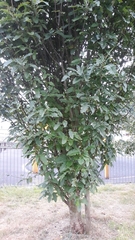 Hedlundia thuringiaca