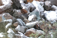 Sclater's Monal photo 3