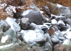 Sclater's Monal photo 5