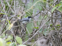 Polioptila plumbea