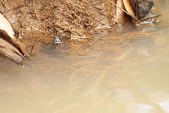 Lithobates pustulosus