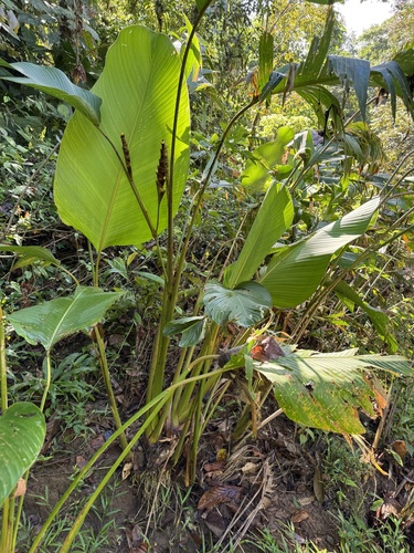 Foto de Papiro