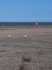 Ichthyaetus melanocephalus